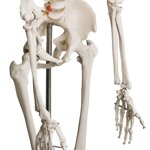 SZKIELET CZŁOWIEKA LUDZKI MODEL ANATOMICZNY 181,5 CM NA STOJAKU